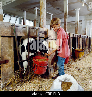 Ragazzo alimentazione vitello caseificio / PENNSYLVANIA Foto Stock