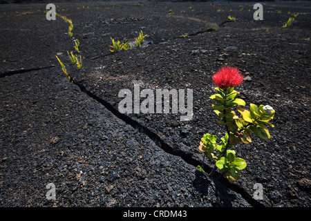 Blooming Ironwood (Metrosideros polymorpha) crescente nella lava solidificata nel cratere del Kilauea Iki Vulcano Foto Stock