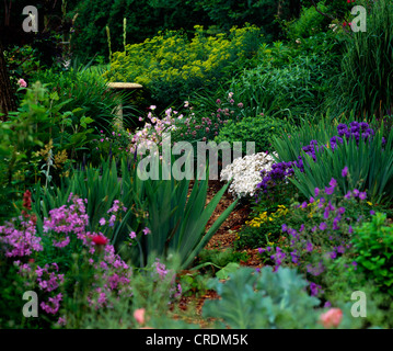 Giardino naturalistico con Rue Comune di enagra, Rosa, la Campanula, Cranesbill, Allium e wild Phlox Foto Stock