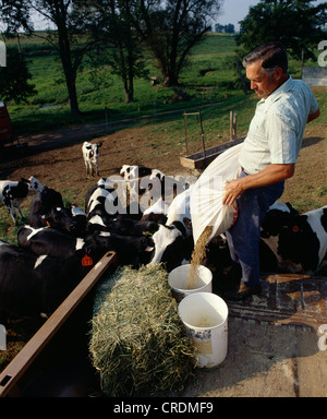 Alimentazione di giovenche pellet / PENNSYLVANIA Foto Stock