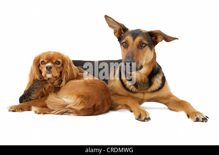 Cavalier King Charles Spaniel e pastore mix coccole Foto Stock