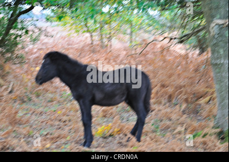 Immagine sfocata di un nero pony, New Forest, Hampshire, Regno Unito Foto Stock
