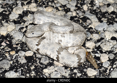 Chiazzato Rattlesnake Rock, (Crotalus lepidus lepidus), Juno Road, Val Verde County, Texas, Stati Uniti d'America. Foto Stock