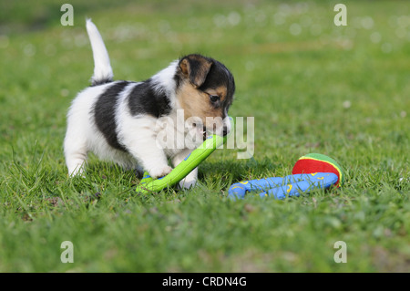 Jack Russell Terrier cucciolo di giocare con i giocattoli sul prato Foto Stock