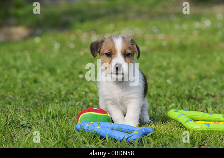 Jack Russell Terrier cucciolo accanto a giocattoli sul prato Foto Stock