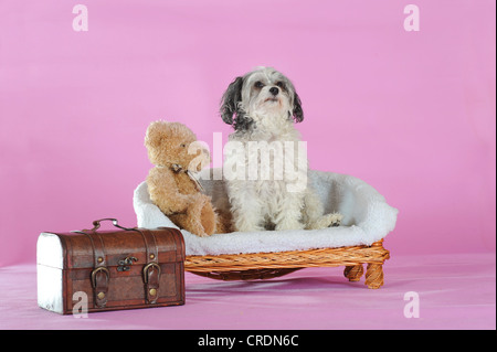 Crested cinese cane glabre, Powderpuff, giacente su un banco di lavoro basso, accanto a un orsacchiotto di peluche e una piccola valigia Foto Stock