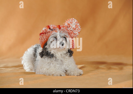 Crested cinese cane glabre, Powderpuff, sdraiato, indossando una di colore rosso e tappo bianco Foto Stock