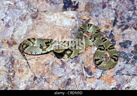 Lira del Chihuahuan Snake, (Trimorphodon vilkonsoni), Nero Gap Wildlife Management Area, Brewster County, Texas, Stati Uniti d'America. Foto Stock