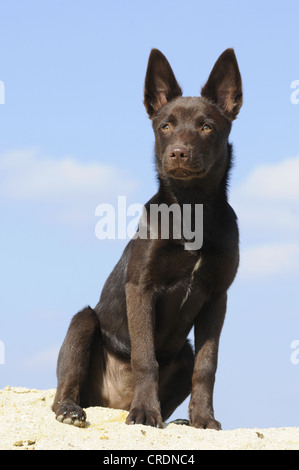 Australian Kelpie cucciolo, cioccolato colorato, seduto sulla sabbia Foto Stock