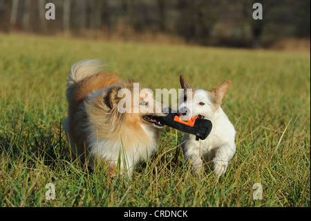 Sheltie, Shetland Sheepdog, sable colorato e un Jack Russell Terrier in esecuzione attraverso un prato, giocare insieme Foto Stock