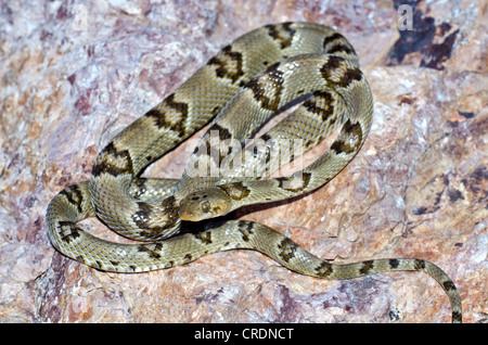 Lira del Chihuahuan Snake, (Trimorphodon vilkonsoni), Nero Gap Wildlife Management Area, Brewster County, Texas, Stati Uniti d'America. Foto Stock