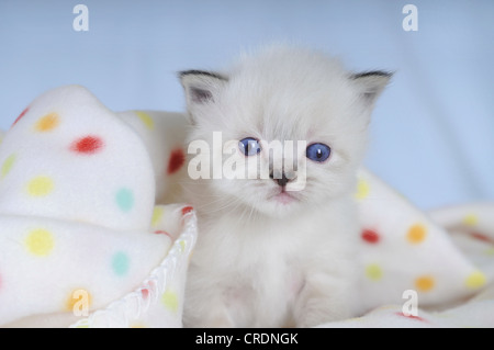 Birman kitten su una coperta maculato Foto Stock