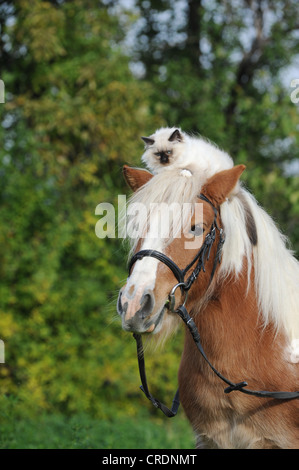 American pony Shetland con un gatto birmano sulla sua testa Foto Stock