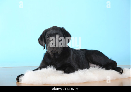 Nero Labrador Retriever cucciolo sdraiato su un tappeto di pelle di pecora Foto Stock