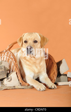 Giallo Labrador Retriever giacente in un cestello tra i pezzi di legna da ardere Foto Stock