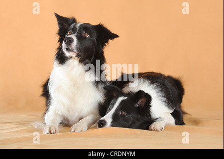 Due Border Collies, giacente Foto Stock