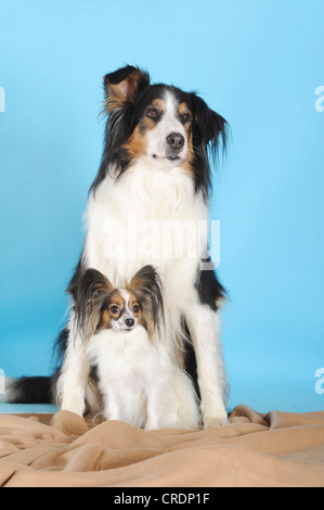 Papillon e frutto della mescolanza di Bovaro del Bernese e Collie, seduti nella parte anteriore del turchese Foto Stock