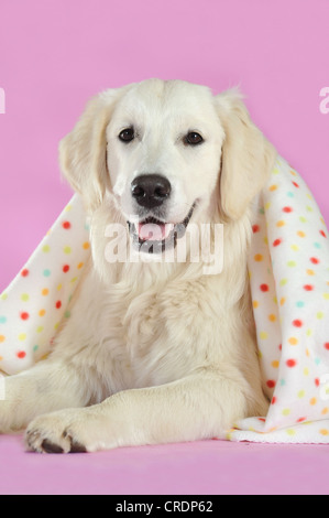 Il Golden Retriever guardando fuori da sotto una coperta Foto Stock