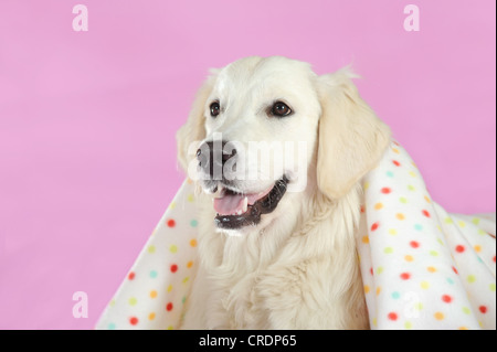 Il Golden Retriever guardando fuori da sotto una coperta Foto Stock