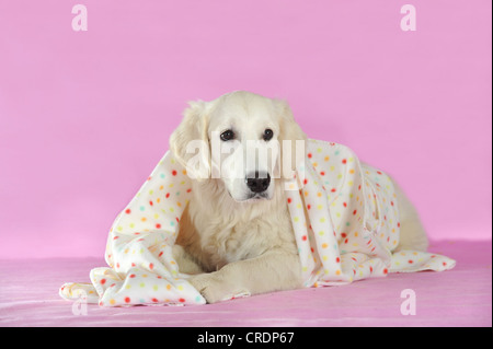 Il Golden Retriever giacente al di sotto di una coperta Foto Stock