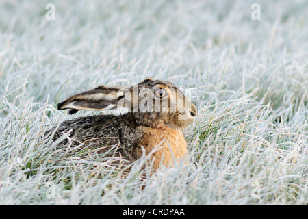 Unione lepre (Lepus europaeus), seduta in prato con trasformata per forte gradiente frost, Paesi Bassi, Paesi Bassi, Texel Foto Stock