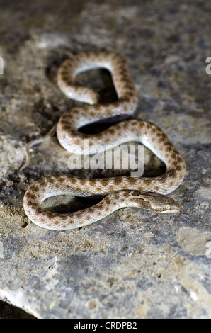 Texas notte snake, (Hypsiglena jani texana), Nero Gap Wildlife Management Area, Brewster County, Texas, Stati Uniti d'America. Foto Stock