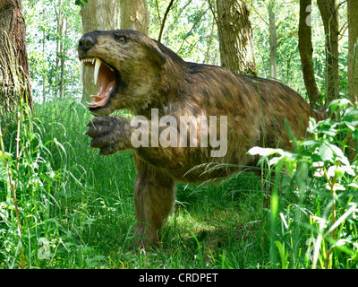 Sabre Tigre dentata (Smilodon), ululano Foto Stock