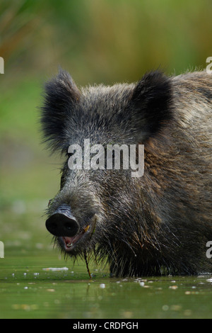 Il cinghiale, maiale, il cinghiale (Sus scrofa), ritratto in piedi in acqua, in Germania, in Renania settentrionale-Vestfalia Foto Stock