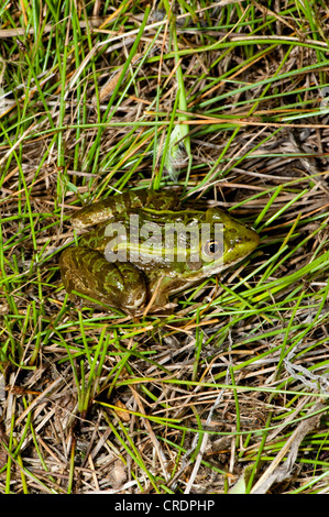 Chiricahua Leopard Frog Rana chiricahuensis vicino a Peña Blanca Lago, Santa Cruz County, Arizona, Stati Uniti 27 Maggio Ranida adulti Foto Stock