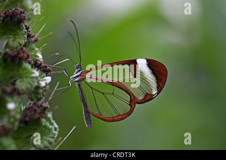 Glasswinged butterfly (Greta oto) su un fiore perenne, Isola di Mainau, Baden-Wuerttemberg, Germania, Europa Foto Stock