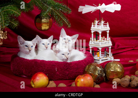 Quattro gatti Balinesi, Gatto di razza, semi capelli lunghi, gatti in un cesto con una impostazione di Natale Foto Stock