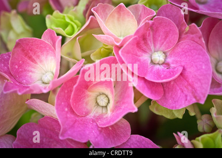 Un piatto di testa di fiori di rosa ortensia (Hydrangea macrophylla). Fleur d'hortensia rose (Hydrangea macrophylla). Foto Stock