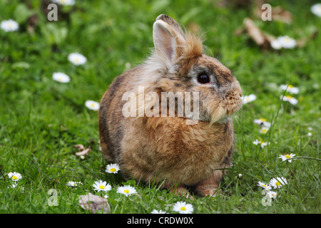 Coniglio nano (oryctolagus cuniculus f. domestica), in giardino su un prato con margherite Foto Stock