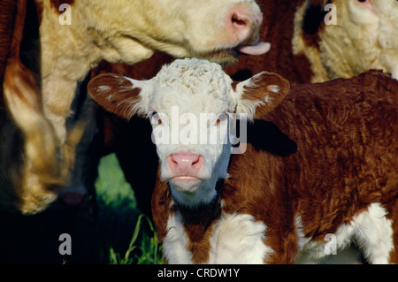 2 settimana di età di razza HEREFORD VITELLO / PENNSYLVANIA Foto Stock