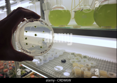 Scienziato esaminando un campione in una piastra di Petri con piante verdi Foto Stock