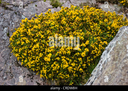 Gorse, furze, golden gorse (Ulex Europaeus), fioritura tra rocce, Irlanda, Kerrysdale, Gleninchaquin Park Foto Stock