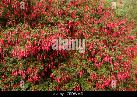 Hardy (Fucsia Fuchsia magellanica 'Riccartonii'), fioritura, Irlanda, Kerrysdale, Tuosist Foto Stock