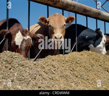 1000-1200 LB. Manzi a mangiare da insilato Foto Stock