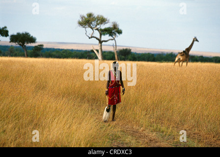 Uomo masai indossando il tradizionale costume del guerriero IN PIEDI IN CAMPO CON LA giraffa dietro di lui / Kenya, Africa Foto Stock