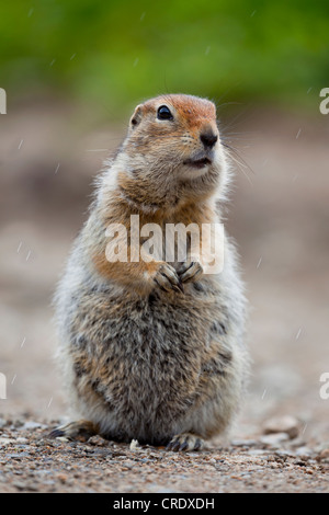 Terra artica scoiattolo (Spermophilus parryii), su una strada in Alaska Usa PublicGround Foto Stock