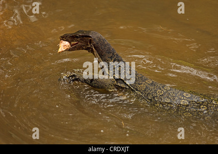 Comune monitor Asiatico, monitor acqua, acqua comune monitor: la malese, monitor (Varanus salvator), piscina con foraggio nella sua bocca Foto Stock