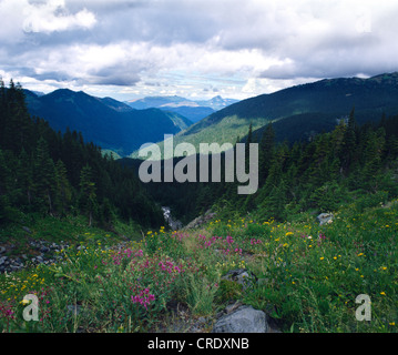 Vista panoramica lungo il Monte Baker TRAIL IN CASCADES GAMMA / WASHINGTON Foto Stock