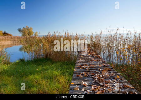 Piccolo molo coperto con piante vicino a Hegne sul Lago di Costanza, Baden-Wuerttemberg, Germania, Europa PublicGround Foto Stock