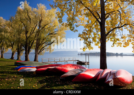 Autunnale di tiglio (Tilia) e Willow Tree (Salix) con canoe sulla riva del lago di Costanza in Markelfingen Foto Stock