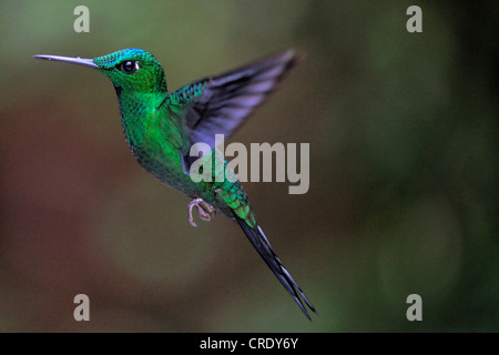 Incoronato Woodnymph, Viola incoronato Woodnymph (Thalurania colombica), volare, Costa Rica, Monteverde Reservat Foto Stock