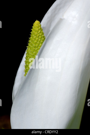 Cavolo bianco, enorme Spathe bianco (Lysichiton camtschatcensis), spather e infiorescenza Foto Stock