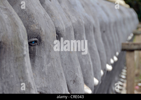 Parete di elefante, Ruvanveli Dagoba Seya, Anuradhapura, sito Patrimonio Mondiale dell'Unesco, Sri Lanka, Ceylon, Asia del Sud, Asia Foto Stock