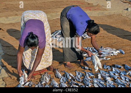 Pesci secchi, pesce essiccazione su stuoie di cocco sulla spiaggia, il lavoro delle donne, Negombo, Sri Lanka, Sud Asia, Asia Foto Stock