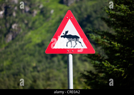 Elk segno di avvertimento sul ciglio della strada di una strada nelle Isole Lofoten in Norvegia, Scandinavia, Europa Foto Stock