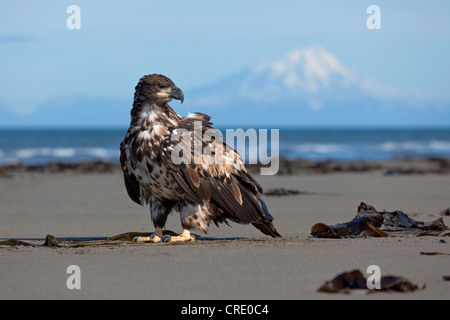 Giovane aquila calva (Haliaeetus leucocephalus) sulla spiaggia al punto di ancoraggio del Cook Inlet, nella distanza Foto Stock